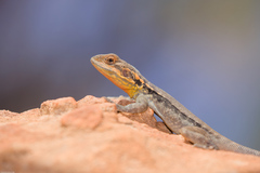 Ctenophorus modestus