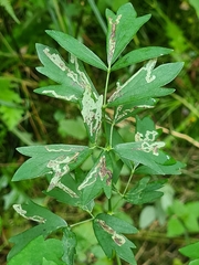 Phytomyza minuscula