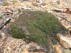 Diapensia lapponica