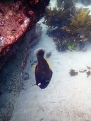 Eubalichthys bucephalus