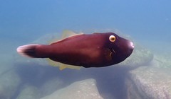 Eubalichthys bucephalus