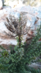 Pseudoselago serrata