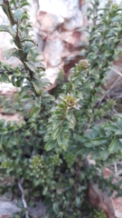 Pseudoselago serrata