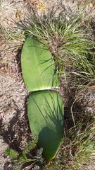 Haemanthus