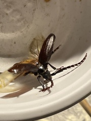 Prionus insularis