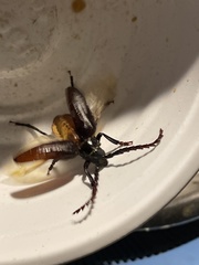 Prionus insularis