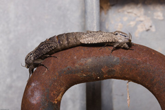 Endoxyla amphiplecta