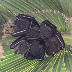 Cynopterus sphinx