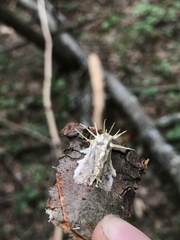 Akanthomyces aculeatus