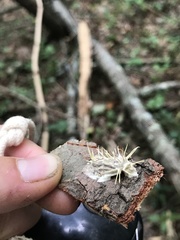 Akanthomyces aculeatus