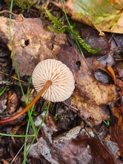 Mycetinis prasiosmus