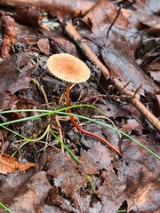 Mycetinis prasiosmus