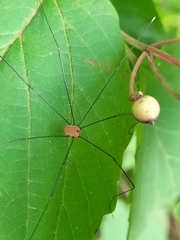 Leiobunum aldrichi