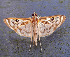 Rhimphalea