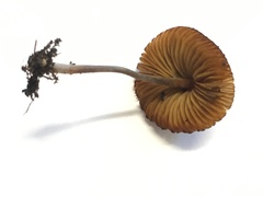 Conocybe