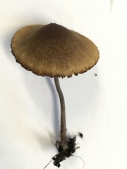 Conocybe