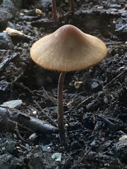 Conocybe