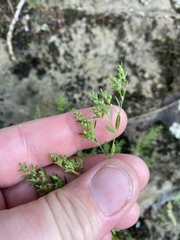 Paronychia fastigiata