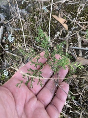 Paronychia fastigiata