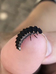 Lampyris noctiluca