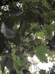 Platanus occidentalis