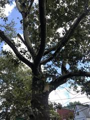 Platanus occidentalis