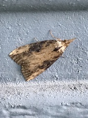 Hypena humuli