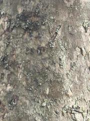 Platanus occidentalis