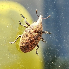 Larinus turbinatus