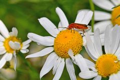 Rhagonycha fulva