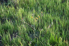 Crepis vesicaria taraxacifolia