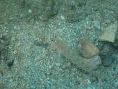 Ctenogobiops pomastictus