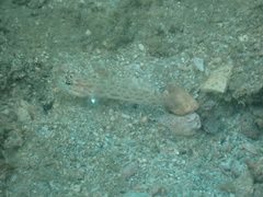 Ctenogobiops pomastictus