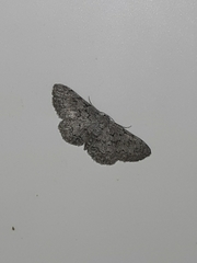 Idaea violacearia