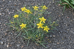 Mentzelia multicaulis
