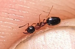 Dolichoderus quadripunctatus