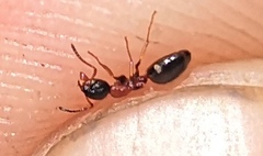 Dolichoderus quadripunctatus