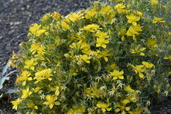 Mentzelia multicaulis