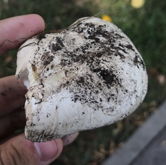 Agaricus