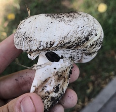 Agaricus