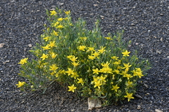 Mentzelia multicaulis