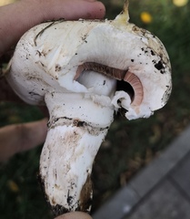 Agaricus