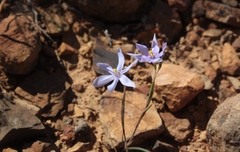 Moraea crispa
