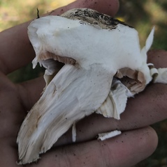 Agaricus