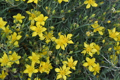 Mentzelia multicaulis