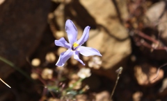 Moraea crispa