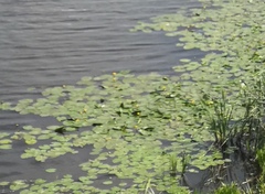 Nuphar lutea