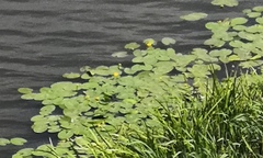 Nuphar lutea