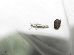 Ethmia semitenebrella