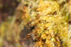 Ectropothecium zollingeri